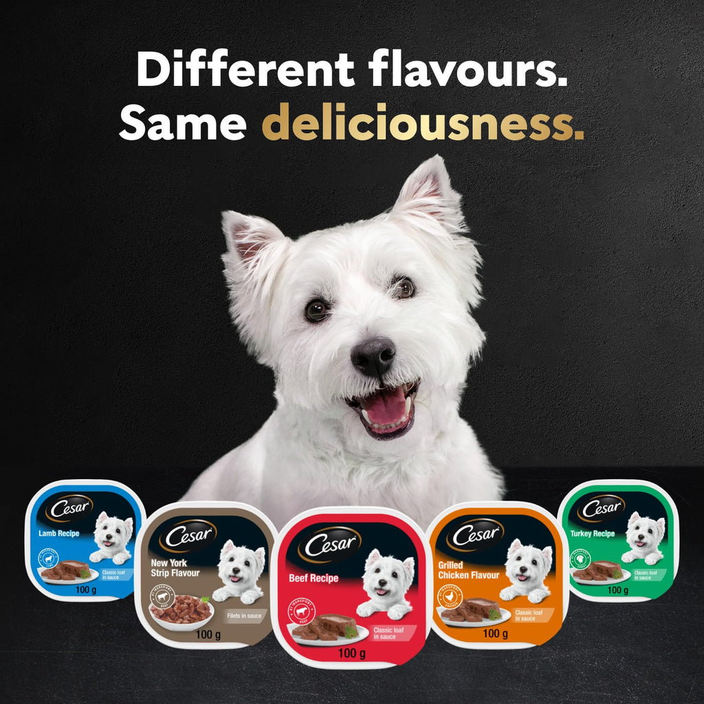 CESAR Classic Loaf in Sauce Adult Wet Dog Food Beef Selects Variety Pack, 24x100g Trays